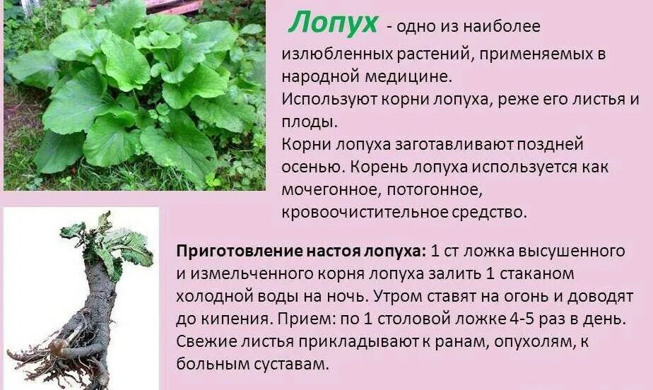 Для чего можно использовать листья. Лекарственные растения. полезные растения. листья лопуха. чем полезны листья лопуха.