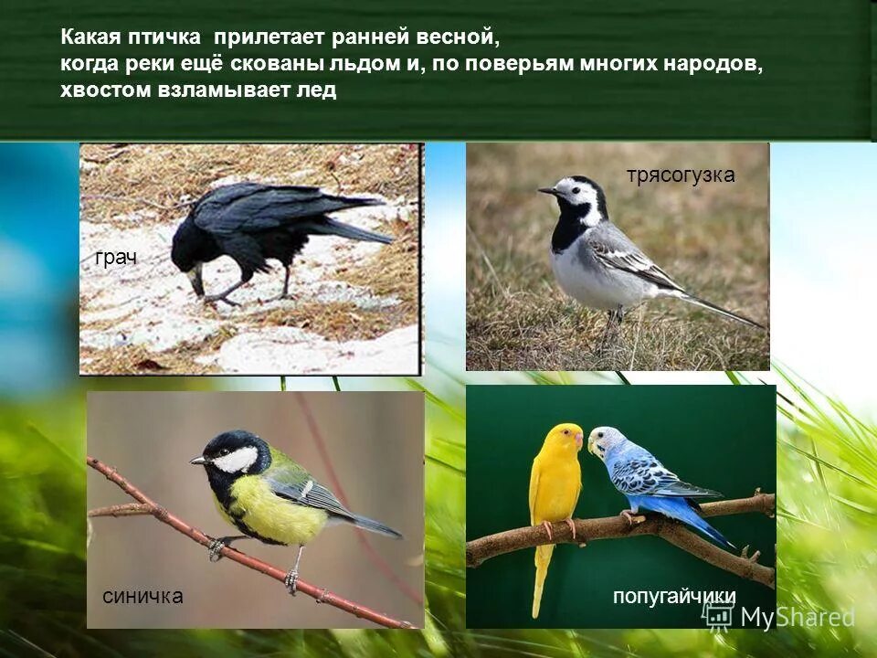 Какие птицы прилетают весной. Какие птицы прилетают к нам ранней весной. Какие птицы прилетают на лето. Какие птицы прилетают весной в Россию.