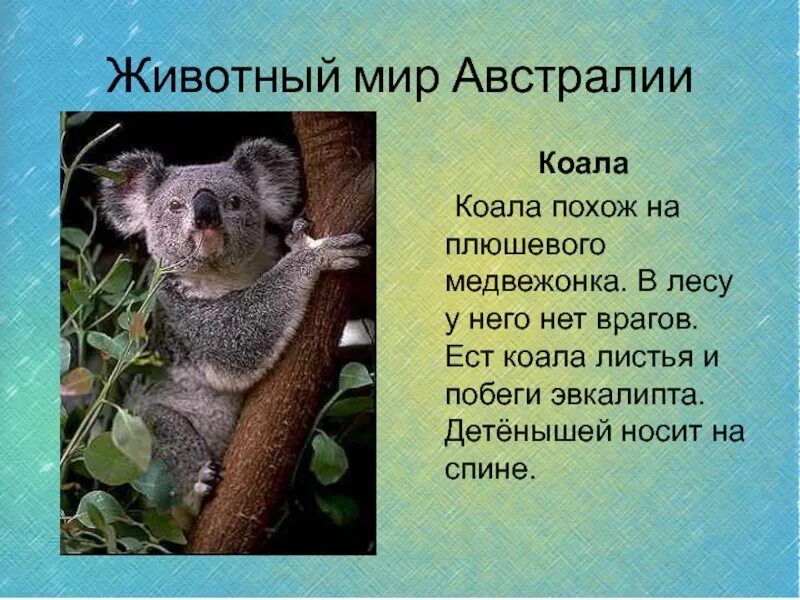 Коала обитает. Местообитание коалы. Где обитает коала. Коалы живут в Австралии.