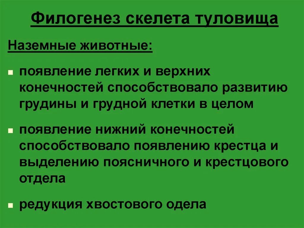 Филогенез осевого скелета животных. Стадии развития скелета в филогенезе. Развитие костей скелета в филогенезе. Филогенез скелета позвоночных животных.