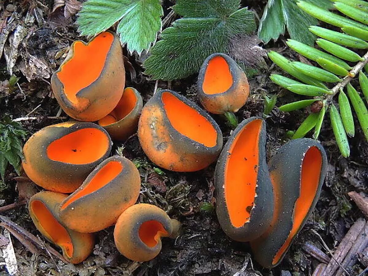 Аскокорине мясная (ascocoryne sarcoides). Аскомицеты сумчатые это. Helvella. Аскомикота грибы. Аскомицеты сумчатые это.