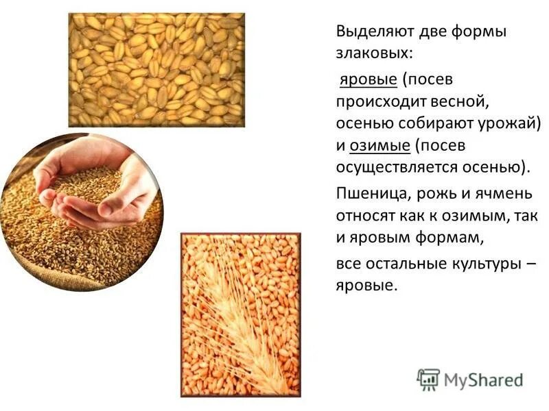 Строение пшеницы ржи ячменя. Строение пшеницы ржи ячменя