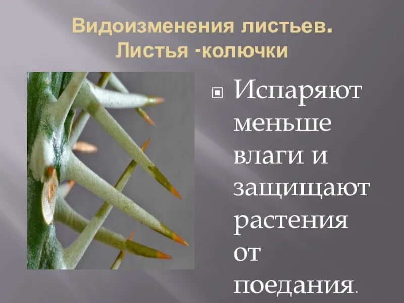 Видоизменения листьев. Видоизменения листьев растений. Листья колючки видоизменения листьев. Видоизменение листьев колючки.