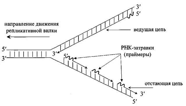 Фермент вилка. Схема репликации вилки ДНК. Строение репликативной вилки биохимия. Репликация схема репликативной вилки. Схема репликативной вилки биохимия.
