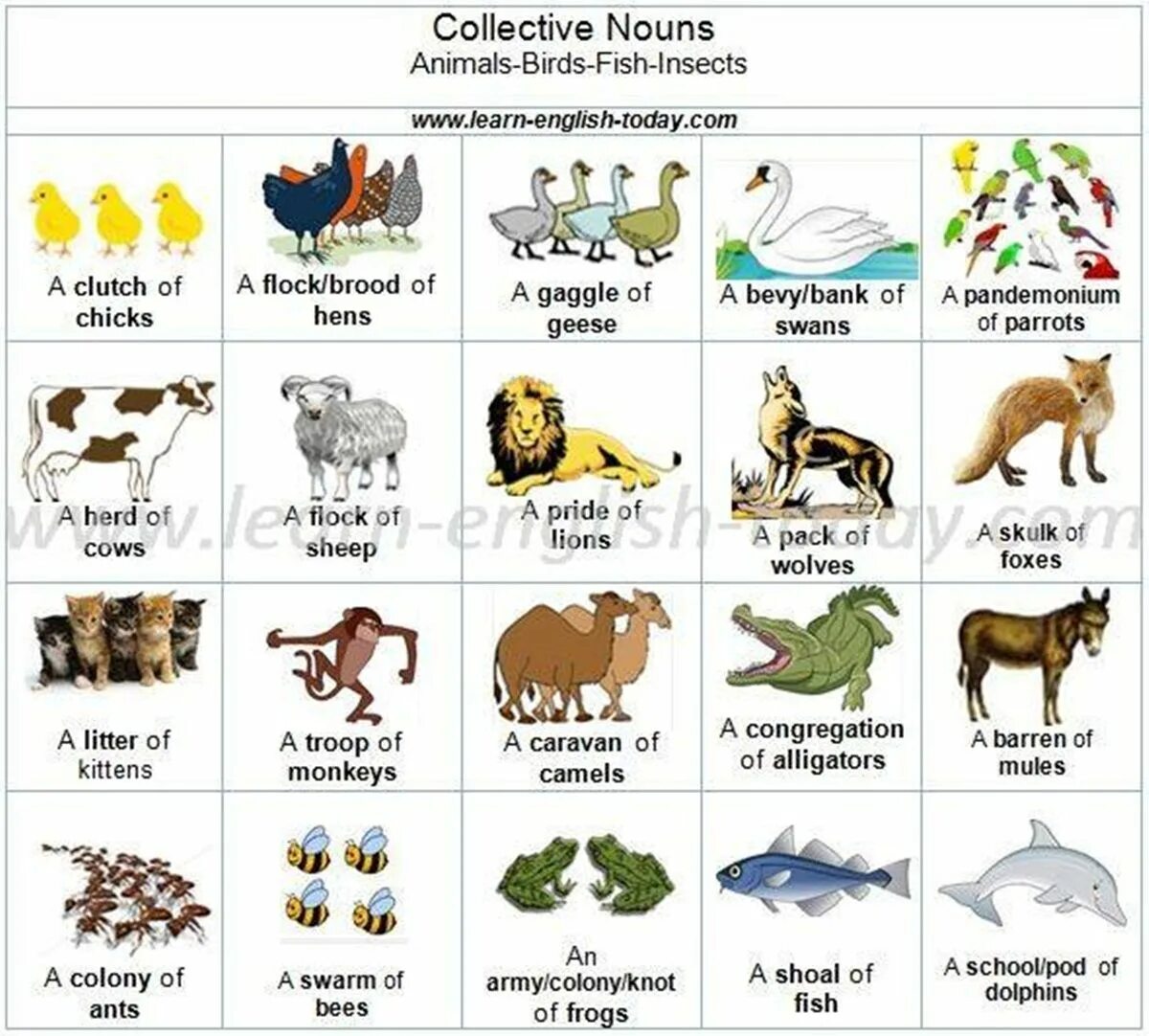 Collective Nouns в английском языке. Collective Nouns animals в английском. Собирательные существительные в английском языке. Groups of animals Collective Nouns.