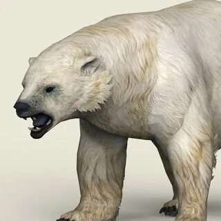 Bear 3d model