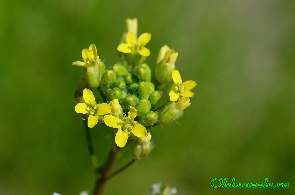 Трава рыжик. Camelina Рыжик. Рыжик льновый (Camelina linicola. Рыжик масличный. Camelina Sylvestris.