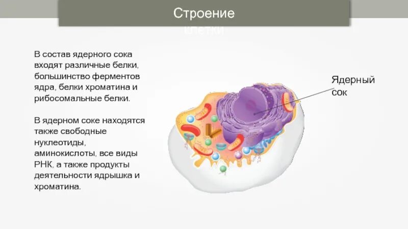 Белки входят в состав ядер. Белок клетки структуры. Белковые структуры клетки.