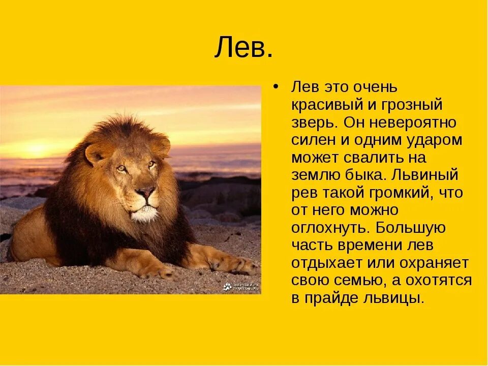 Сообщение о животном 1 класс. Рассказ про льва 1 класс окружающий мир. описание льва. рассказ про льва. лев краткое описание.