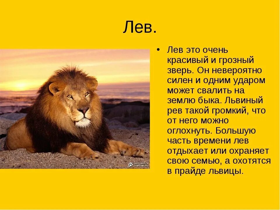 Описание Льва. Рассказ про Льва. Лев краткое описание. Доклад про Львов. Рассказ про львов 1 класс