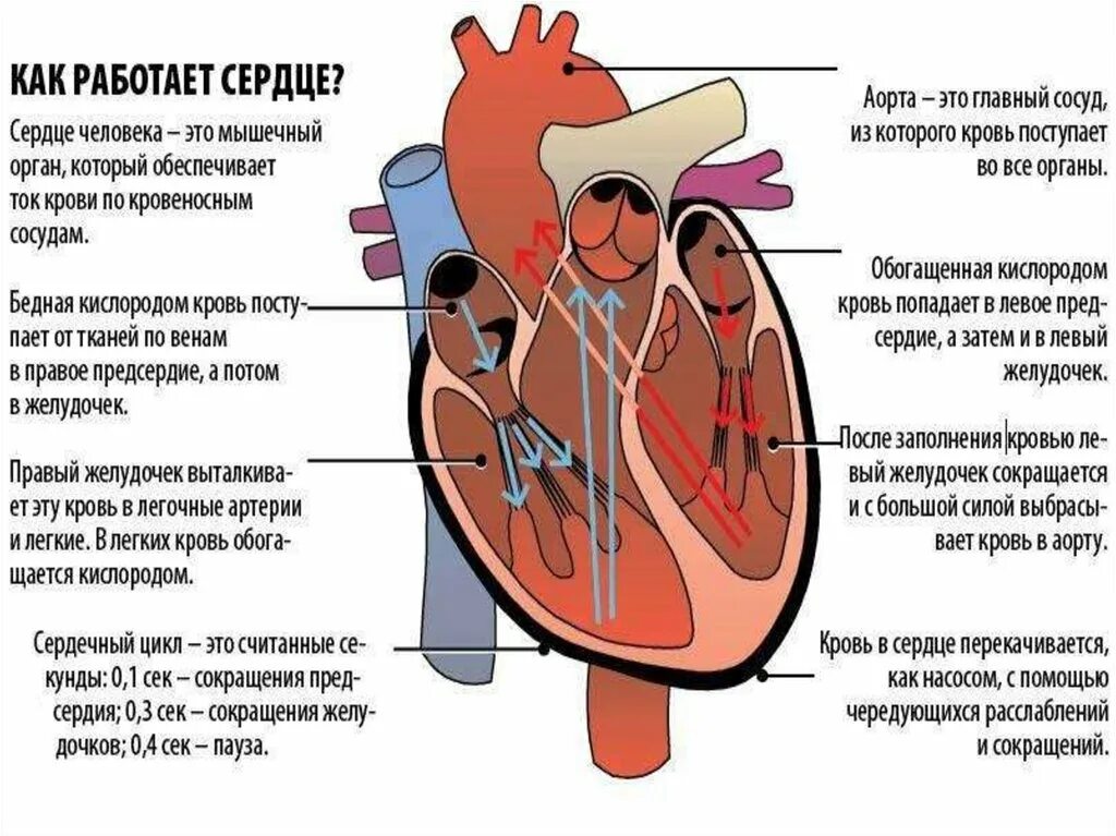 Как работает сердце человека видео. Как работает сердце человека видео. Как работает сердце человека. Сердечно-сосудистая система анимация. Мультфильмы про организм для детей.