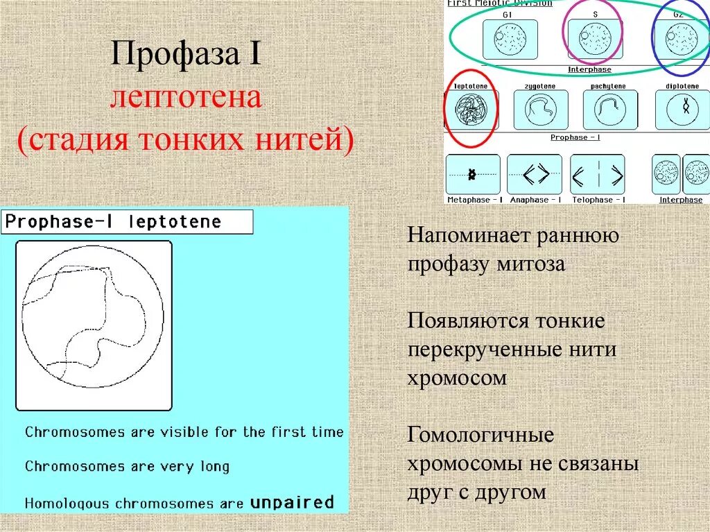 Лептотена. Профаза лептотена. Стадия лептотена. Лептотена стадия тонких нитей. Этапы профазы.