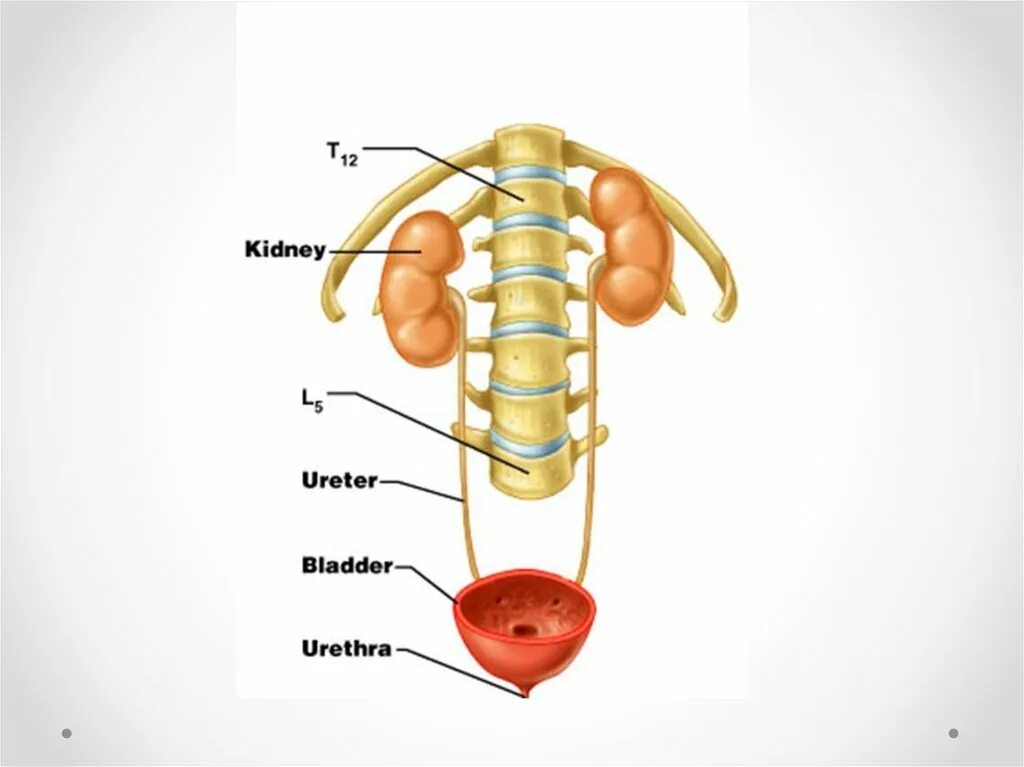 Urinary system. Urinary System components. Urinary System Anatomy. Urinary System фото.