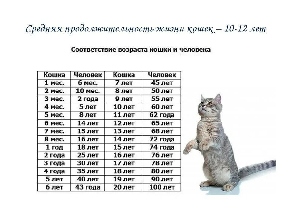 Котята по возрасту. Возраст котов по человеческим меркам. Кошачьи меркам таблица кошачьи года по человеческим. Возраст по кошачьим меркам Возраст по кошачьи. Сколько лет живут кошки по человеческим меркам таблица.