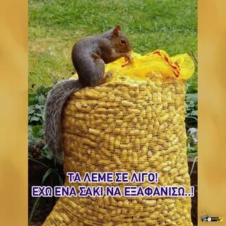 Куда деть белки