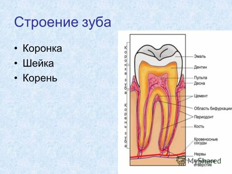 Строение зуба коронка шейка. Строение зуба коронка шейка корень. Строение зуба шейка зуба. Анатомия зуба коронка шейка корень.