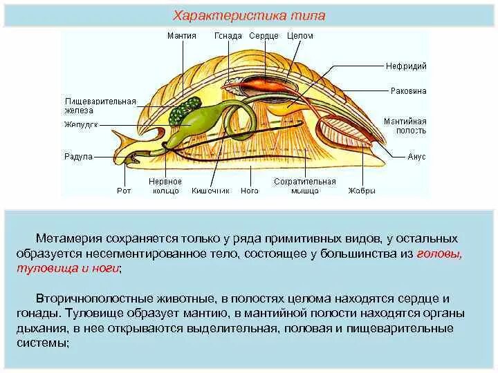 4 моллюски покров. 4 моллюски покров