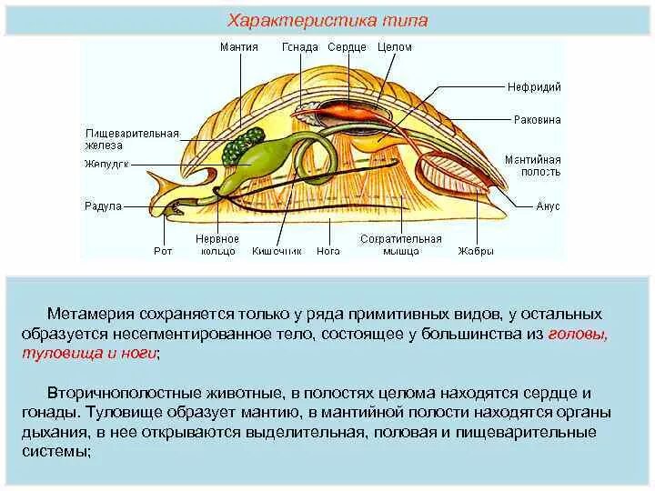 Строение мантийной полости моллюска. Полость тела моллюсков:полость тела моллюсков. Мантийная полость это пространство. Мантия и мантийная полость у моллюсков. Мягкое несегментированное тело