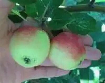 Алтайское багряное описание. Яблоня кубанское багряное. Яблоня горноалтайское. Алтайское багряное описание. Алтайское багряное описание.