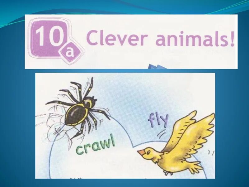 Clever animals презентация. Портфолио Clever animals. Английский проект Clever animals!. Clever animals 3 класс. Спотлайт 2 животные