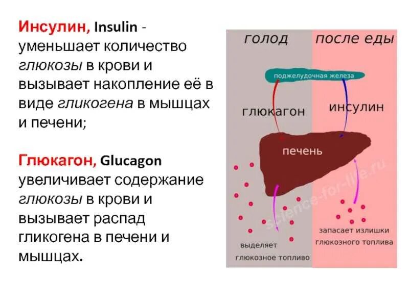 Инсулин снижает уровень Глюкозы в крови за счет. Гормоны влияющие на выработку инсулина. Инсулин понижает уровень Глюкозы в крови за счет. Инсулин влияние на глюкозу в крови. Поджелудочная железа избыток гормона