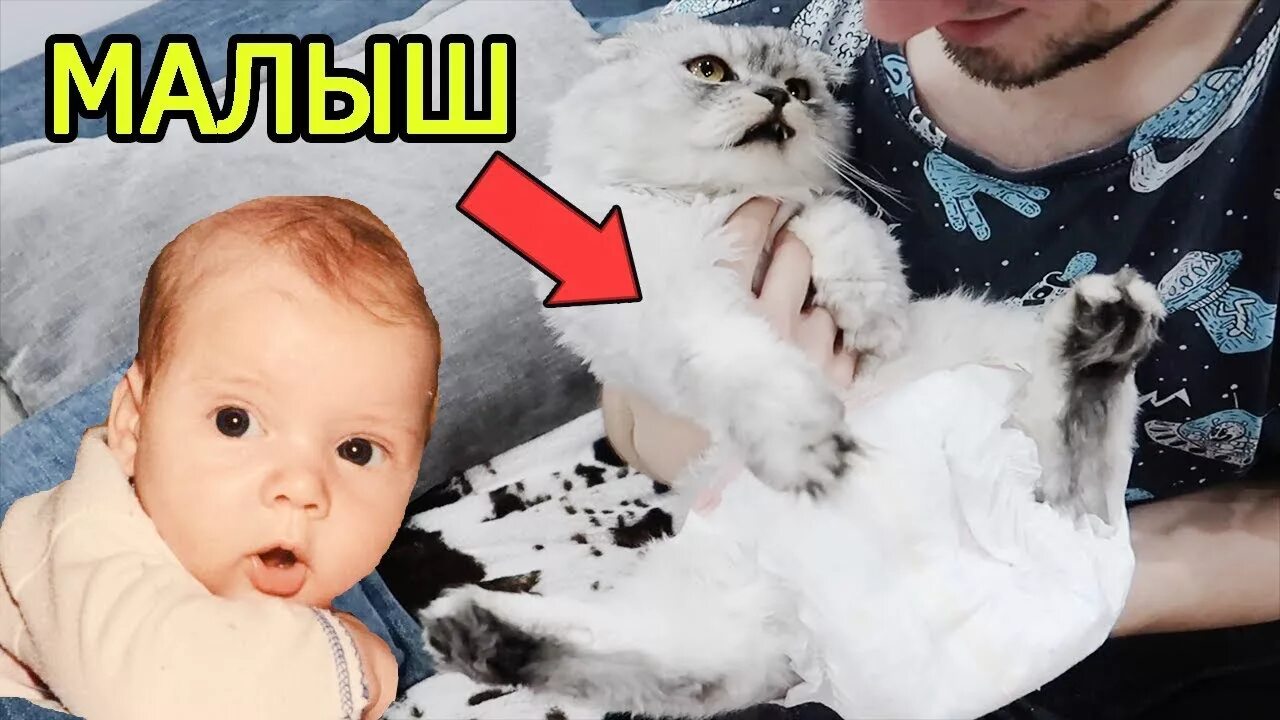 Кот кевин и собака. Ляпота тв кевин. малыш кевин. сладун и кевин. зверодети.