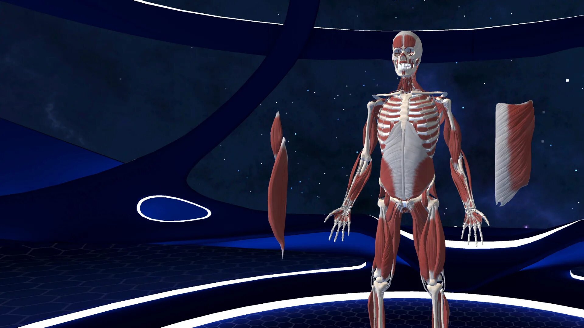 3d Organon VR Anatomy. ХЬЮМАН анатомия плейстейшен. Human Anatomy VR.