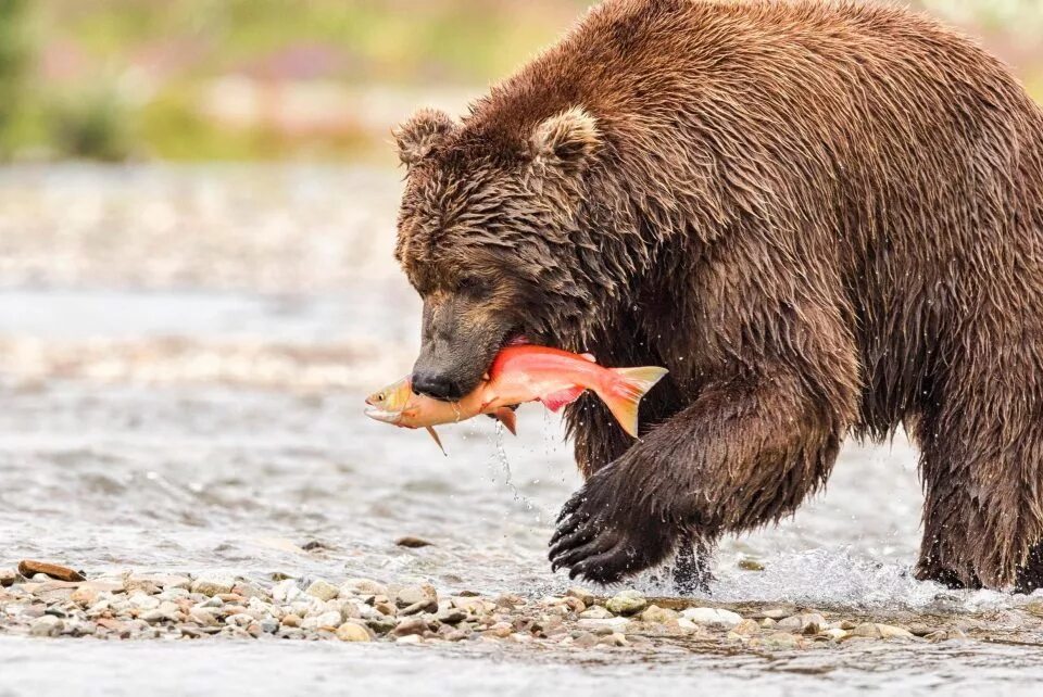 Медведь гризли охотится на лосося. Атлантический лосось семга. Канадский лосось фото. Млекопитающие животные лосось. Млекопитающие животные лосось.