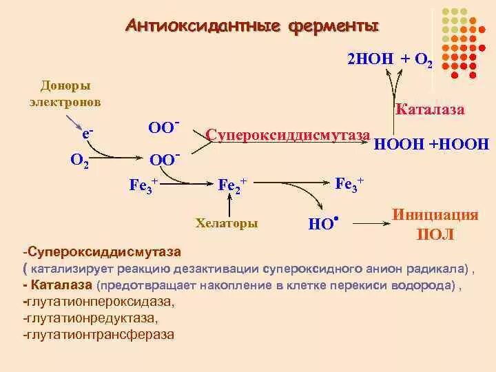 Антиоксидантные ферменты. Ферментная антиоксидантная система схемы реакций. Неферментативная антиоксидантная система. Схемы процессов ферментная антиоксидантная система. Ферменты антиоксидантной системы.