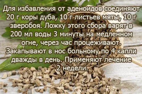 Аденоиды народные средства