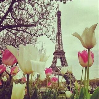 Цвет paris