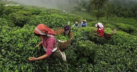 Assam