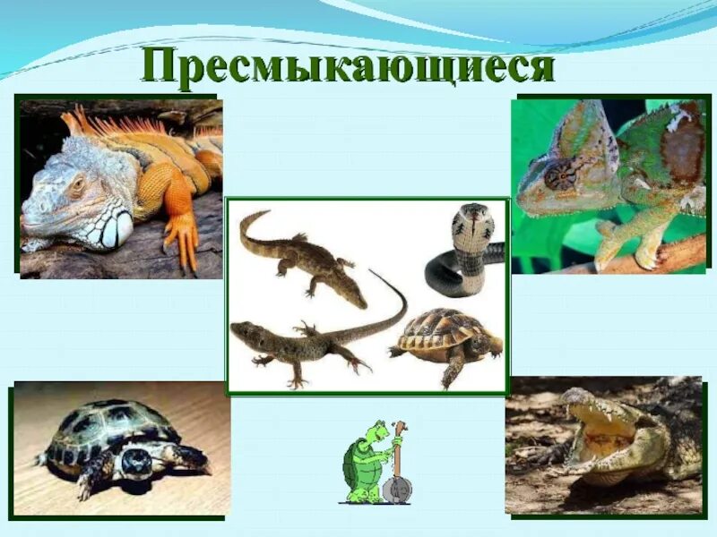 Презентация окружающий мир разнообразие животных. Класс животных пресмыкающиеся. пресмыкающиеся окружающий мир. животный мир пресмыкающиеся. многообразие животных 3 класс.