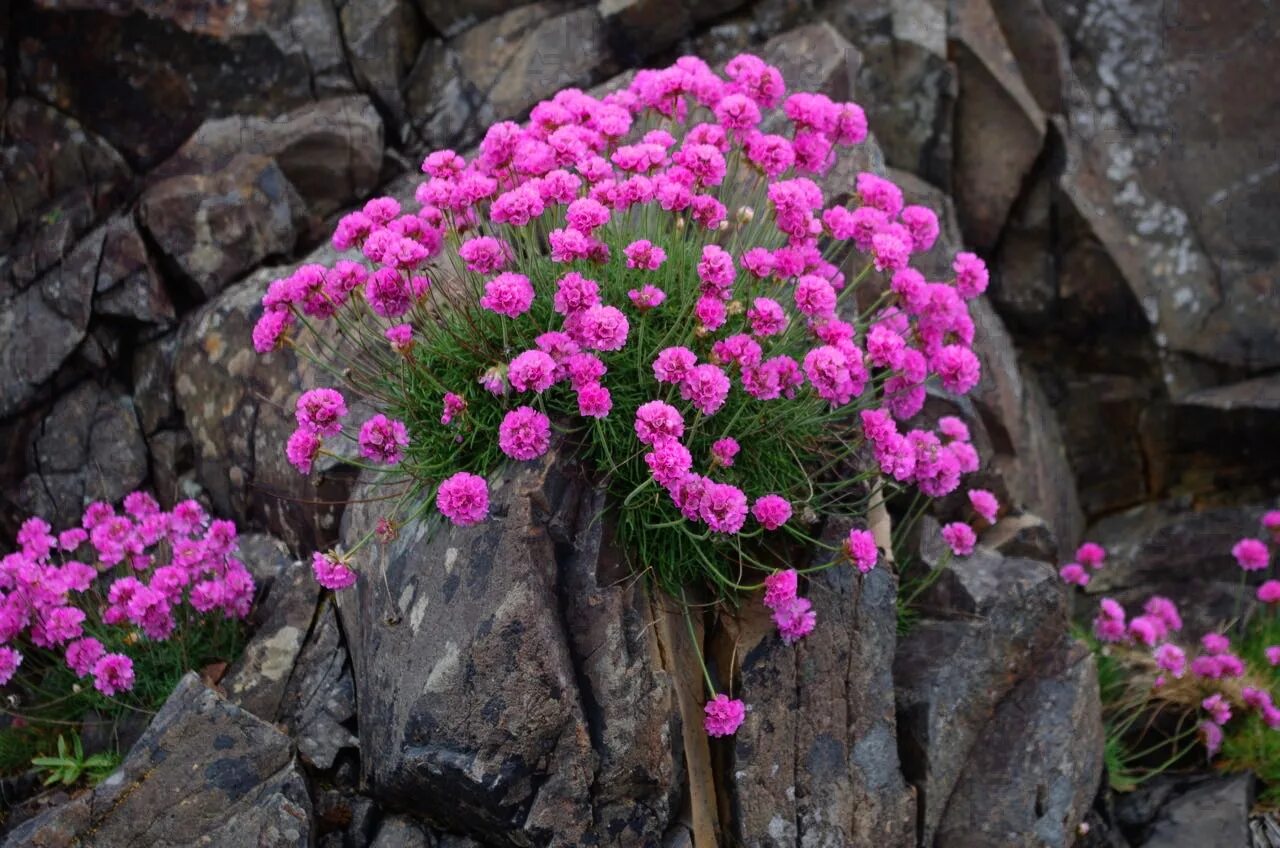 Армерия Приморская Спленденс. Армерия Приморская (Armeria maritima `splendens`). Почвопокровные многолетники Армерия. Армерия можжевелолистная. Армерия фото цветов