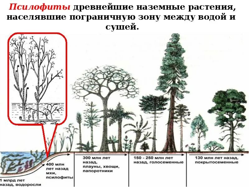Происхождение растений. Расцвет риниофитов. Псилофиты и риниофиты. Эволюция. Риниофиты размножение.