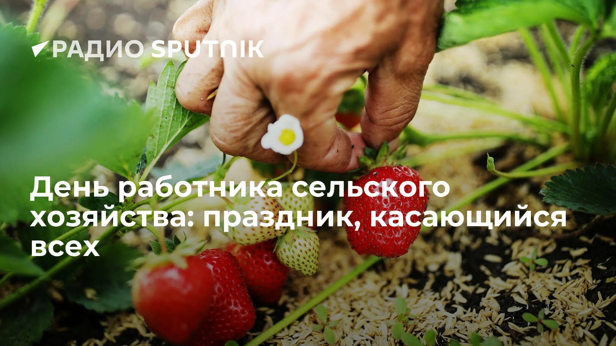 Какого числа день сельского хозяйства в 2023. С днем работника сельского хозяйства. 9 Октября праздник сельского х. Когда день сельского хозяйства в 2021 году. Праздник сельского хозяйства в Ступино в 2021.