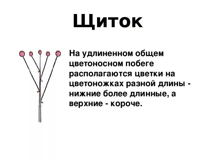 Цветы с соцветием колокольчик. Как называются цветки находящиеся на главной оси. Характерные признаки соцветия метелка. Простые (на главной оси располагаются одиночные цветки),. Как называются цветки находящиеся на главной оси.