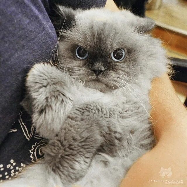 Покажи кутенка. Кот любовь. Котик показывает кулак. Тот который с котиком. Котята любовь.