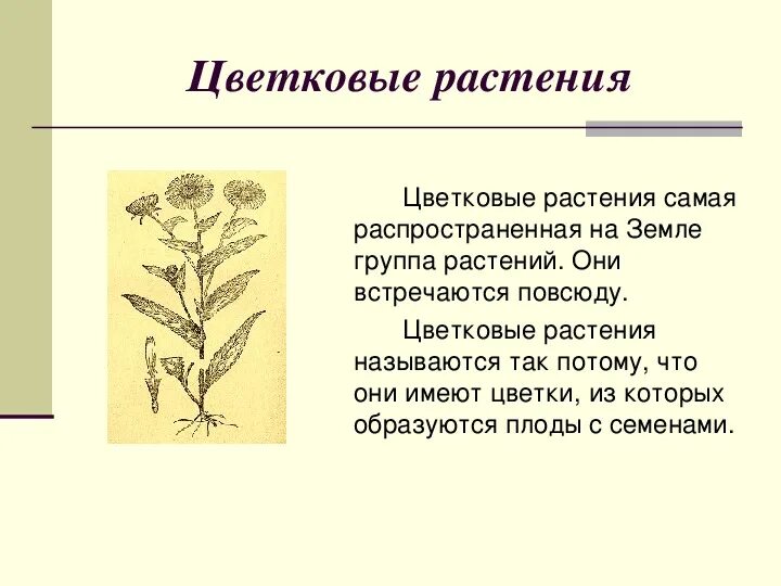 Презентация к уроку по курсу "Окружающий мир" по теме "Разнообразие растений на 