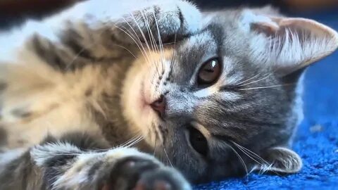 Сам котик