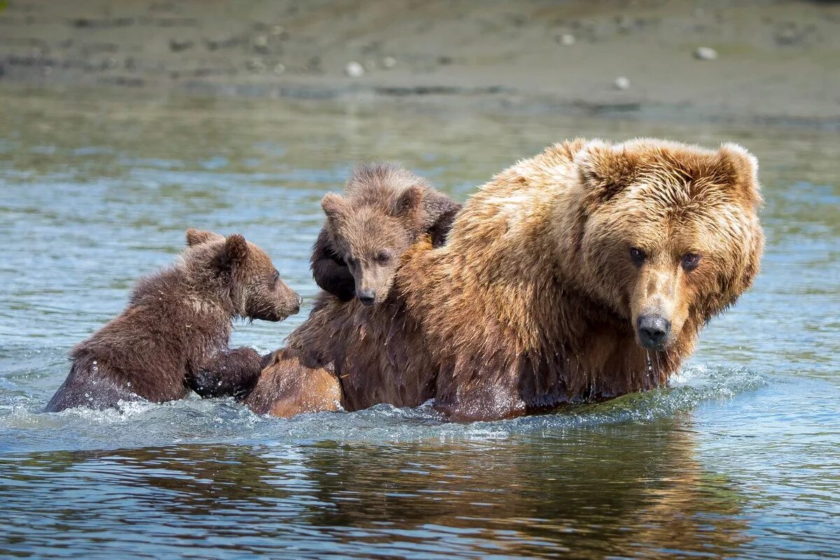 Слушать без остановки медведицы. Купание медвежат Бианки. Аляскинский бурый медведь. Висимский заповедник бурый медведь. Гризли североамериканский бурый медведь.