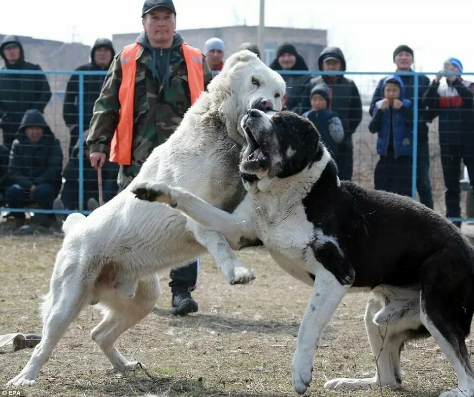 Армянский волкодав гампр и человек. Алабай бойцовская порода. Гороч волкодав. Волкодав против алабая. Легендарный волкодав гороч.