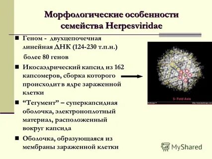 Характеристика вируса герпеса