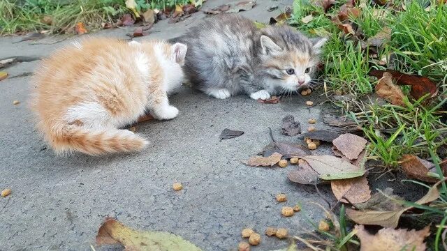 Г Костерево Владимирская область найден кот. Пропавшие кошки в Городце. Котёнков Колпна. Ярославль котята в добрые