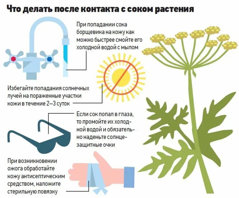 На солнце сох лист. Растения вызывающие ожоги. Ожоги на коже от борщевика. Борщевик ожоги от борщевика.