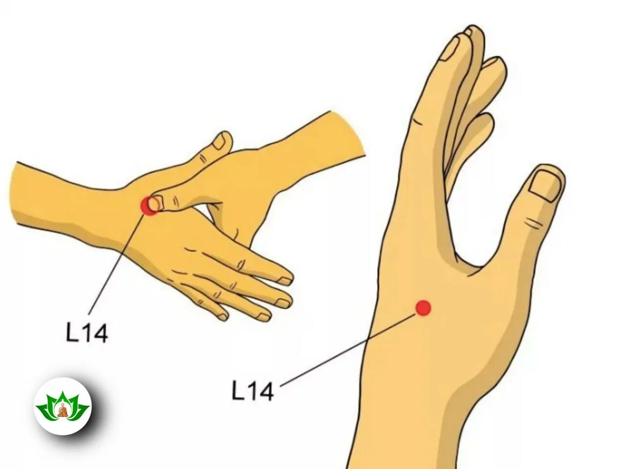 Китайская медицина руки. Точка li4 акупунктурная. Точка gi-4 Хэ-ГУ. Болевые точки на руке. Между большим и указательным пальцем.