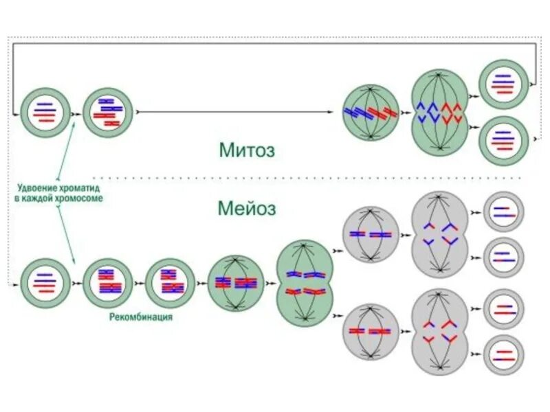 Схема деления клетки митоз и мейоз. Плоидность фаз митоза. Схема митотического и мейотического деления клетки. Схема митоза и мейоза. Гомологичные хромосомы митоз или мейоз
