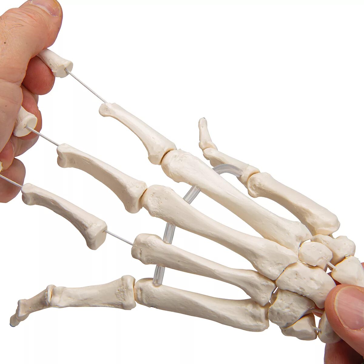 Скелет кисти. Человеческая кисть скелет. Скелет руки. Hand bone