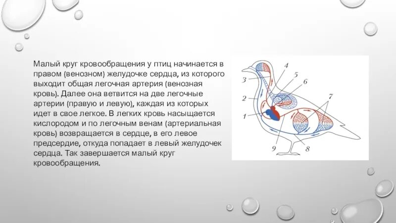 Текст круги кровообращения птиц