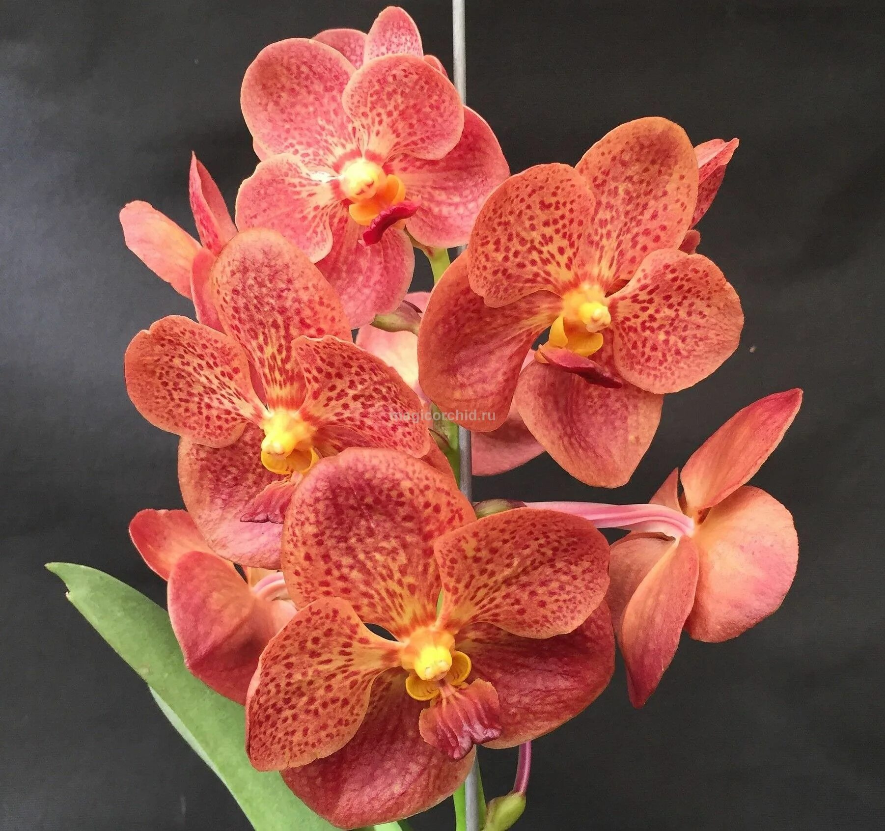 Фаленопсис калипсо. Фаленопсис папайя. Фаленопсис папайя. Фаленопсис оранж блоссом. Фаленопсис san sebastian.